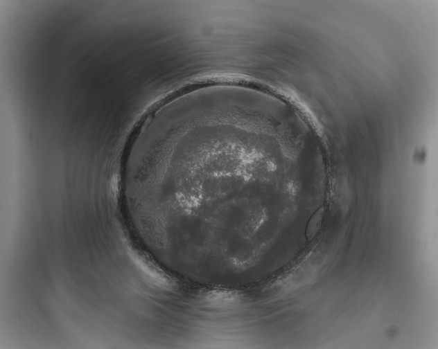 X0000097910063200803211514