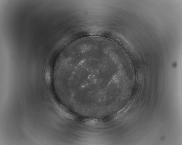 X0000097910074200803211514