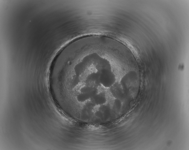 X0000097910346200803211510