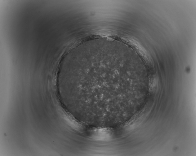 X0000097910365200803211510