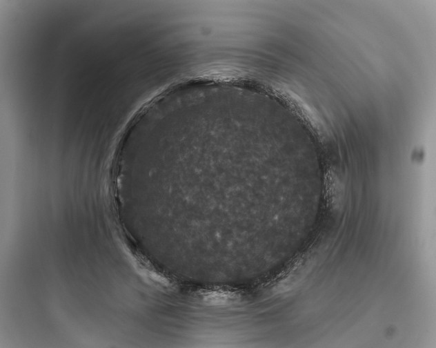 X0000097910400200803211509