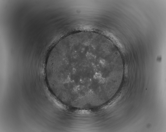 X0000097910449200803211508