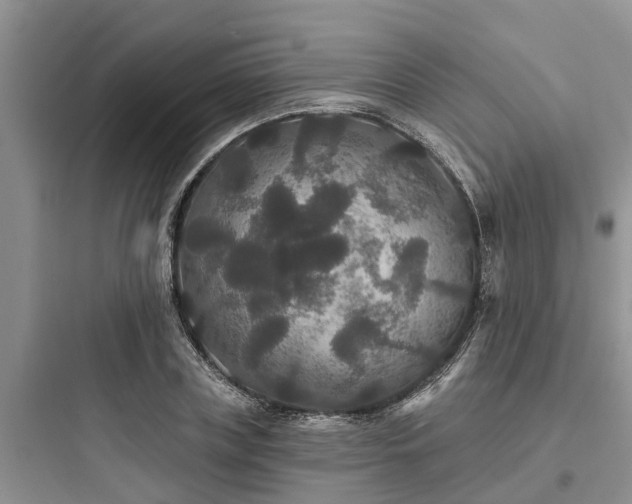 X0000097910835200803211503