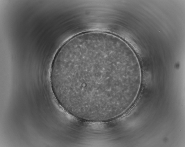 X0000097910856200803211503