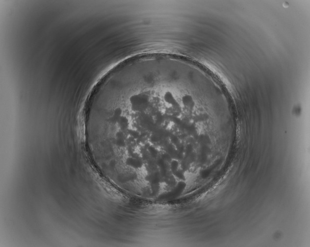 X0000097910925200803211501