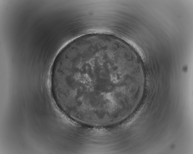 X0000097910983200803211501