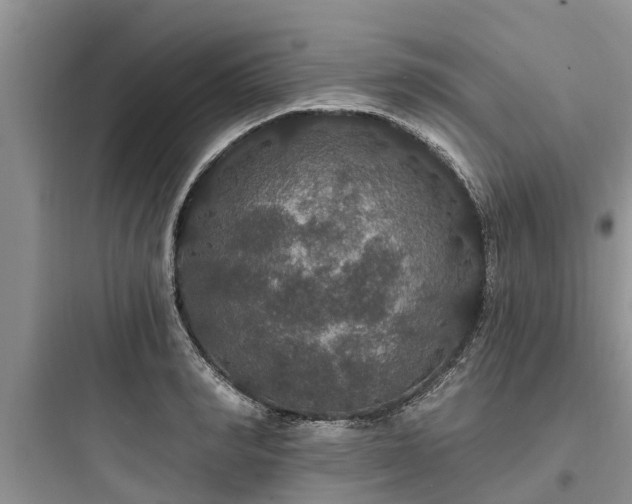 X0000097910990200803211501