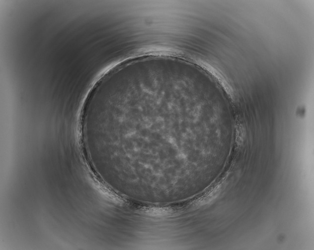 X0000097911074200803211459