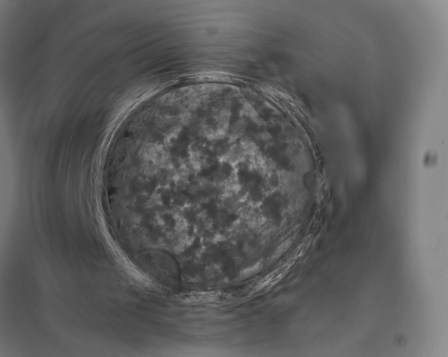 X0000097910049200803281412