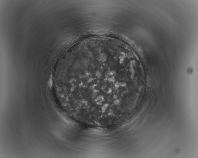 X0000097910069200803281412