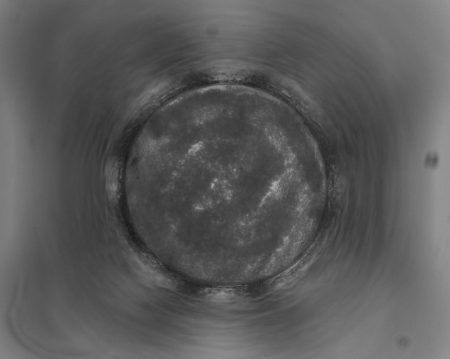 X0000097910074200803281412