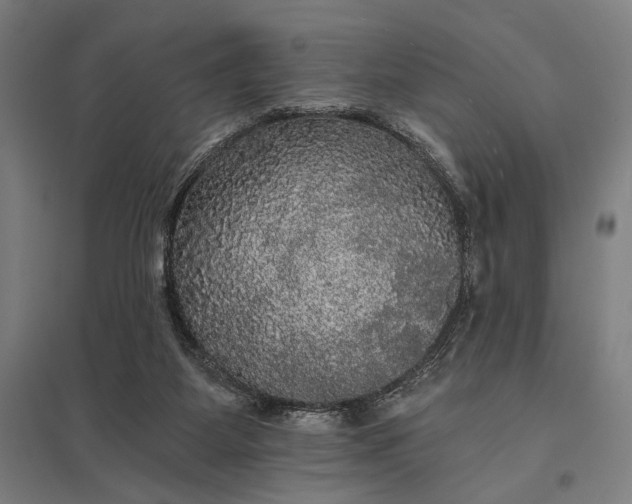 X0000097910115200803281412