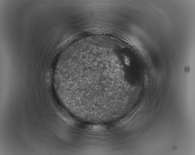 X0000097910165200803281411