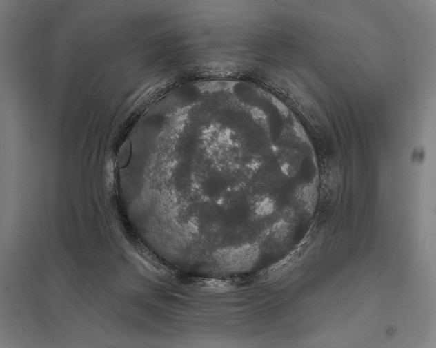 X0000097910166200803281411