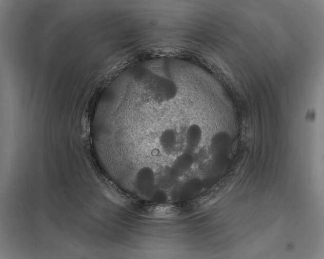 X0000097910173200803281411