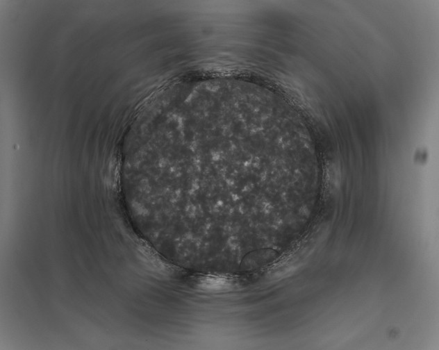 X0000097910177200803281411