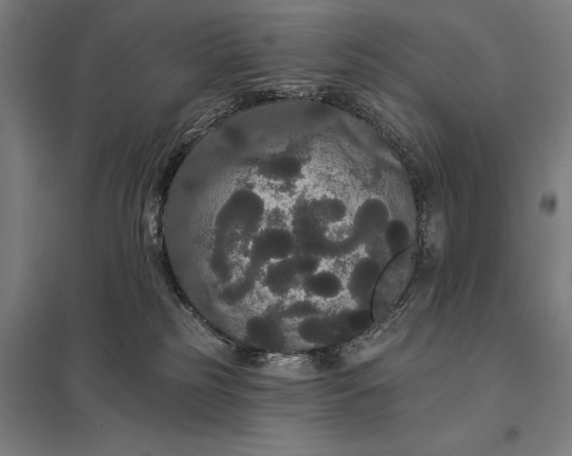 X0000097910185200803281411