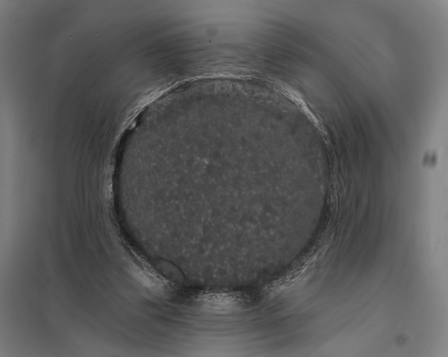 X0000097910299200803281409