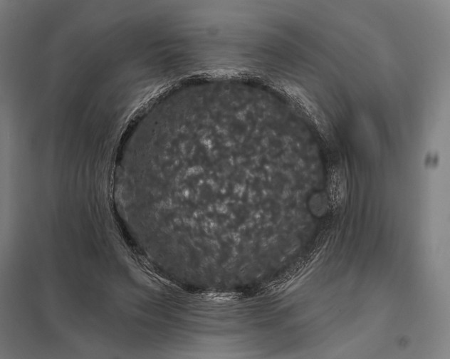 X0000097910495200803281406