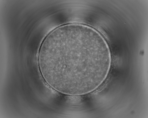 X0000097910856200803281401