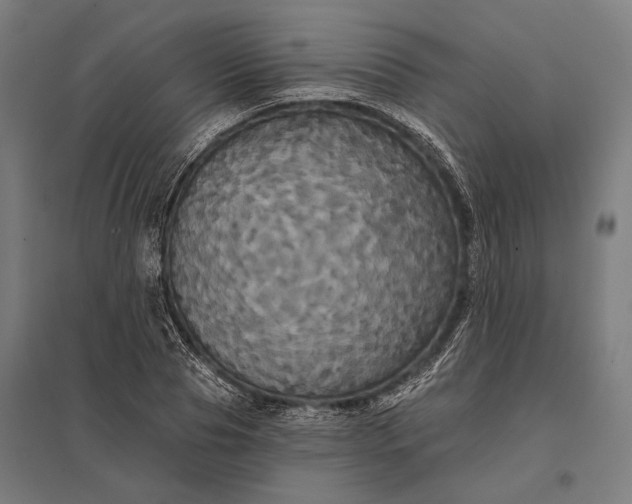 X0000097910929200803281359