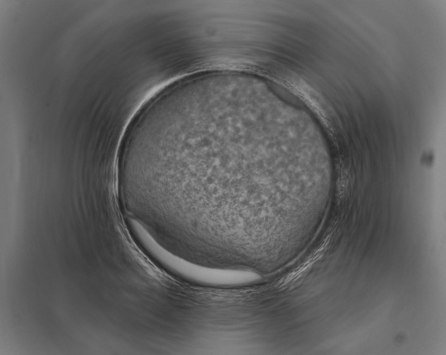 X0000097910940200803281359