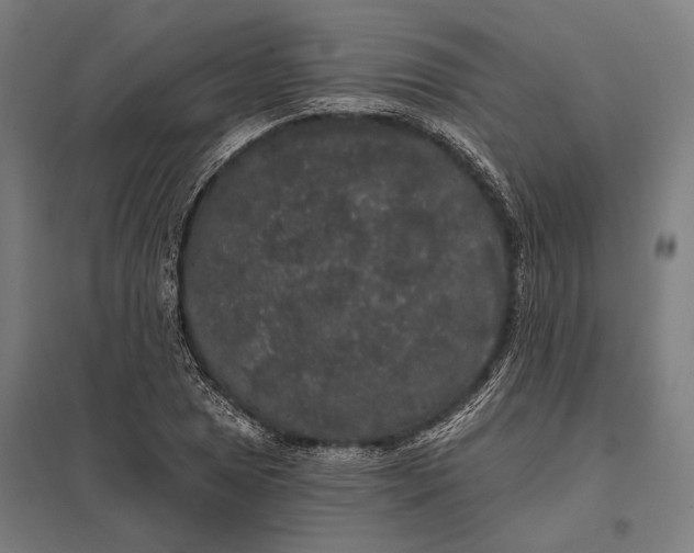 X0000097911025200803281357