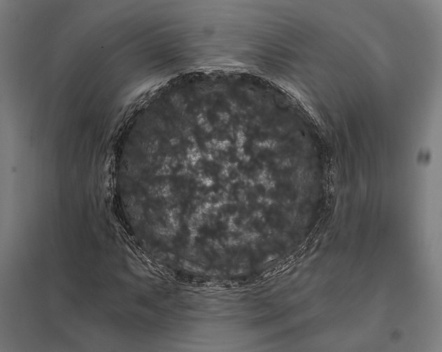 X0000097911063200803281357