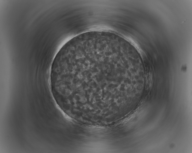 X0000097911103200803281356