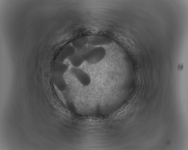 X0000097911105200803281356