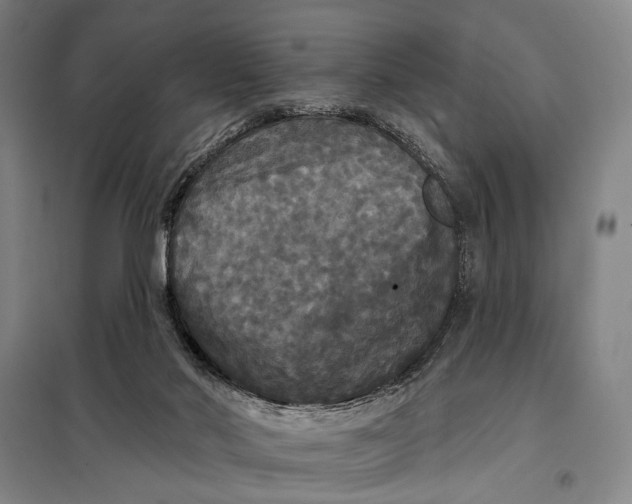 X0000097910022200804041511