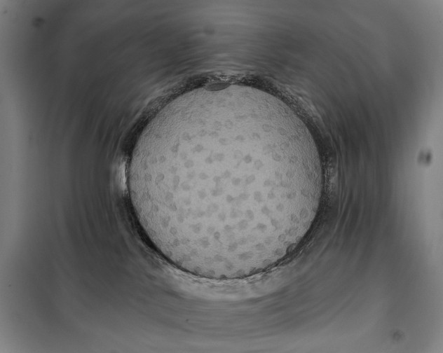 X0000097910042200804041511