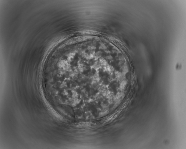 X0000097910049200804041510