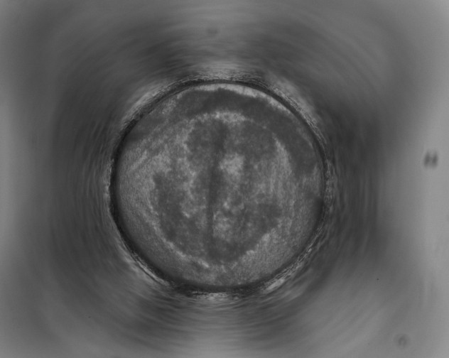 X0000097910058200804041510