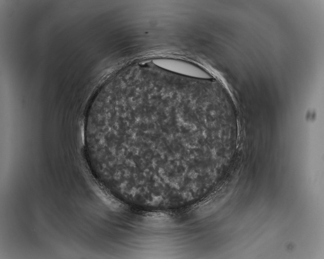 X0000097910061200804041510