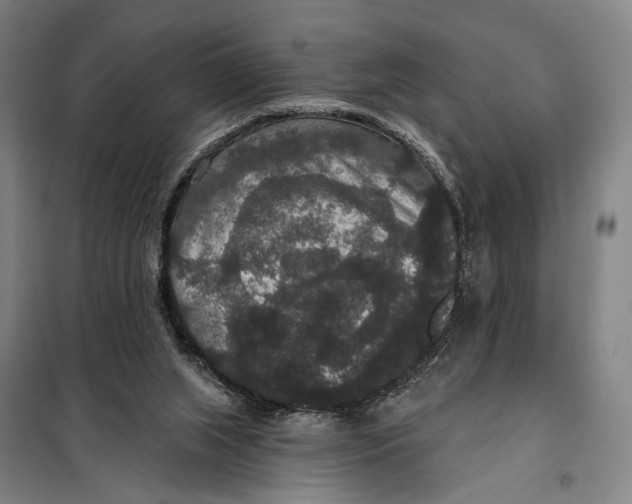 X0000097910063200804041510