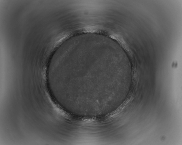 X0000097910066200804041510