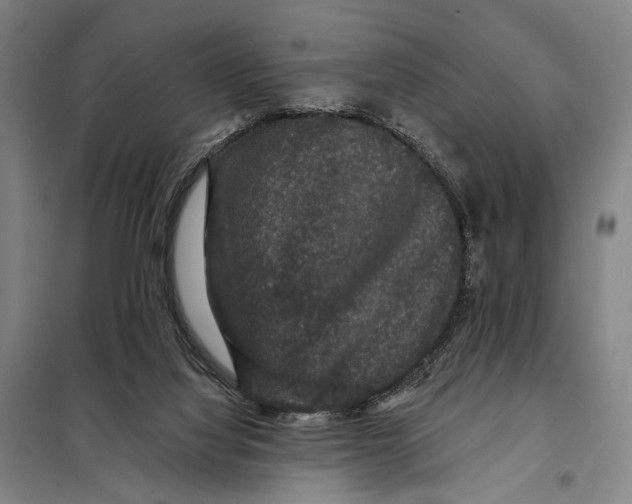 X0000097910068200804041510