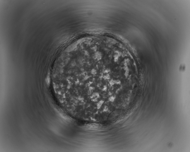 X0000097910069200804041510