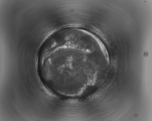 X0000097910110200804041510