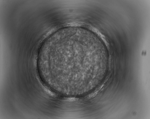 X0000097910153200804041509