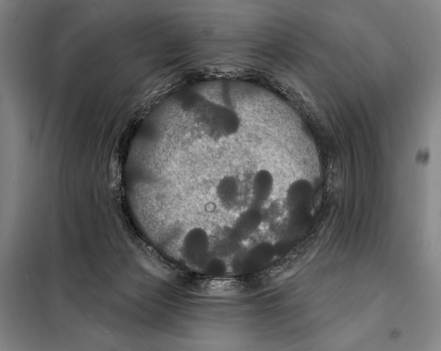 X0000097910173200804041509