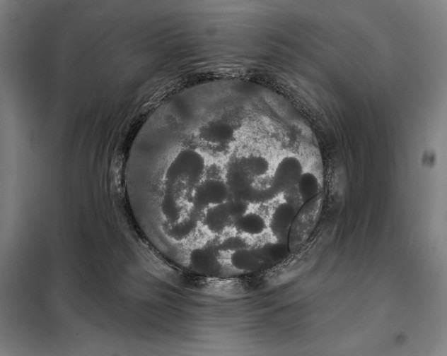 X0000097910185200804041509