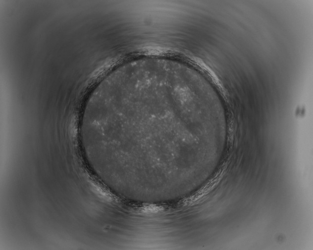 X0000097910257200804041507