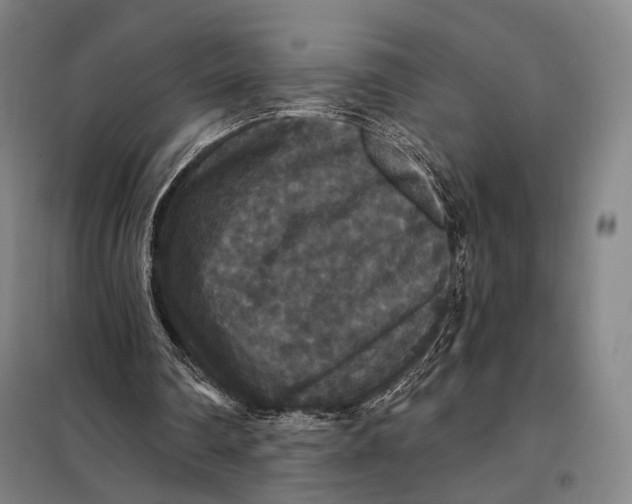 X0000097910290200804041507