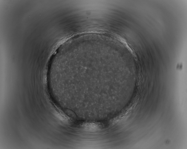 X0000097910299200804041507