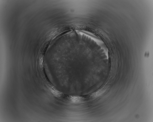 X0000097910336200804041507