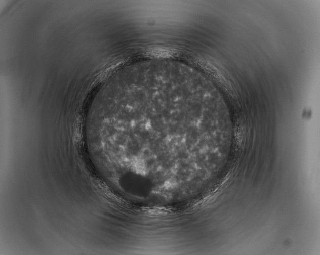 X0000097910359200804041506