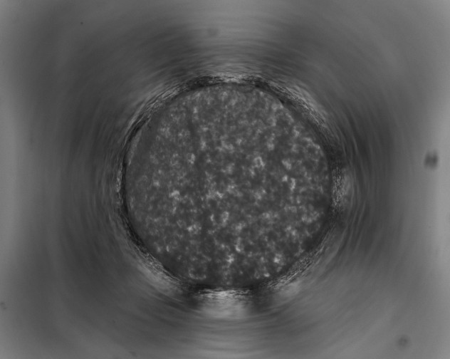 X0000097910365200804041506