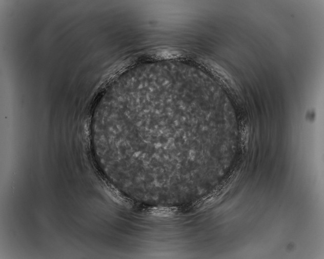 X0000097910373200804041506